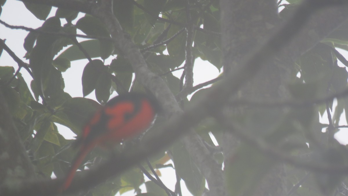 Scarlet Minivet - ML644465803