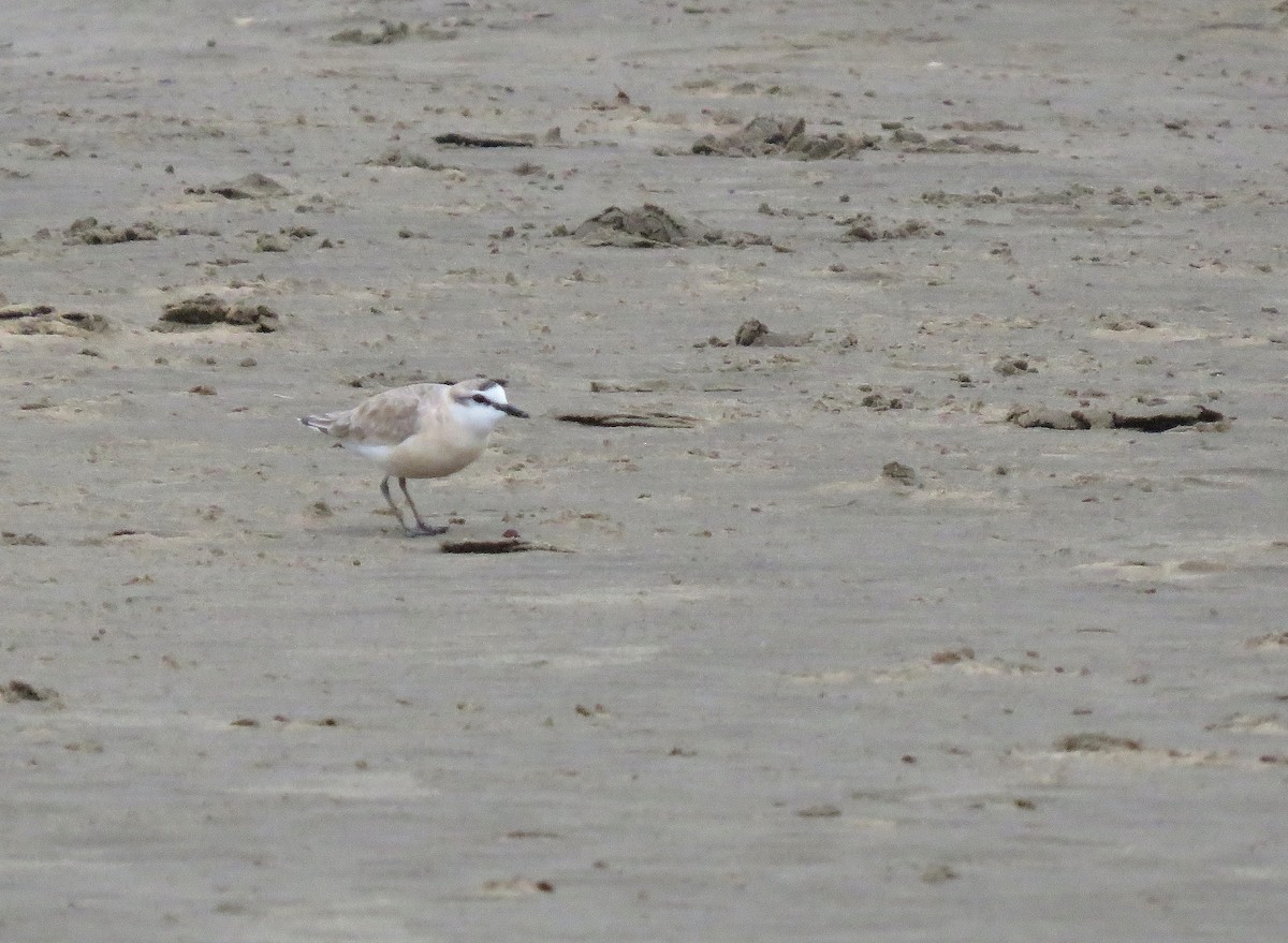 Белолобый зуёк - ML644465809