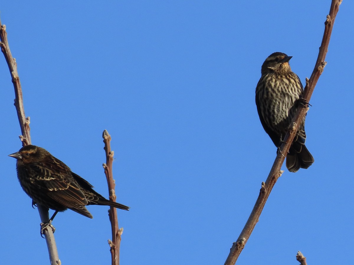 vlhovec červenokřídlý - ML644465811