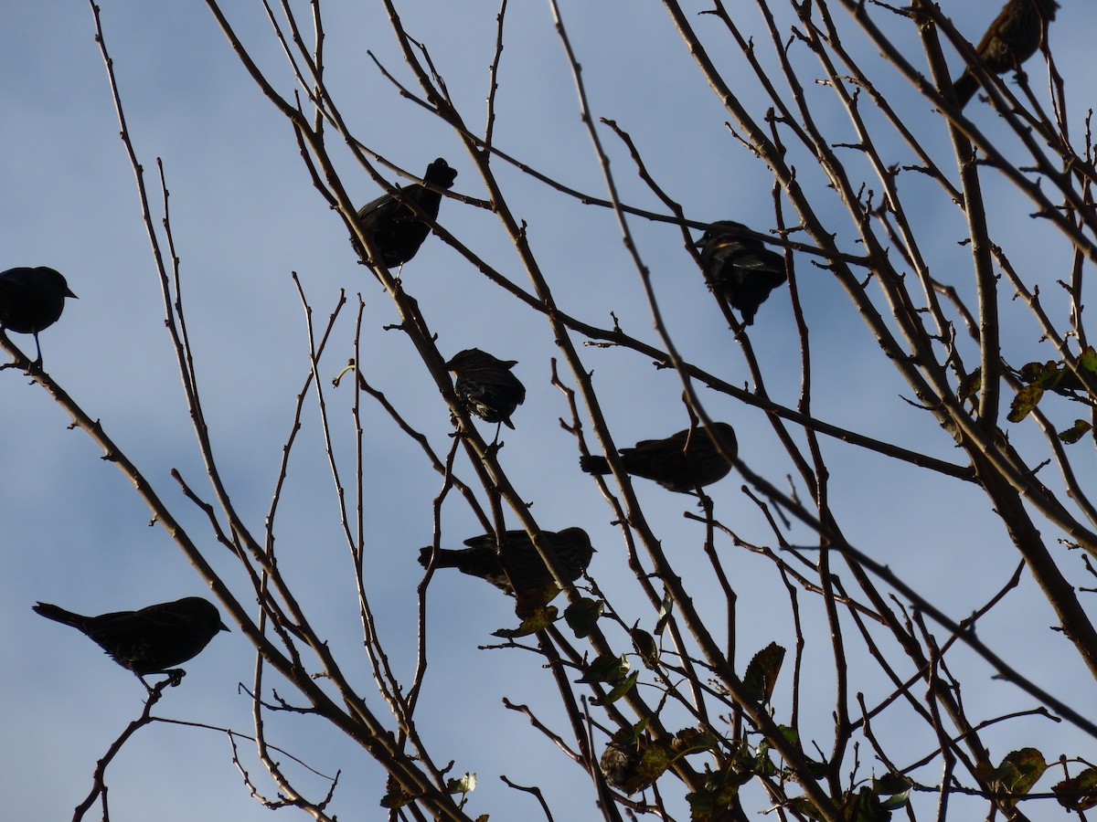 vlhovec červenokřídlý - ML644465812