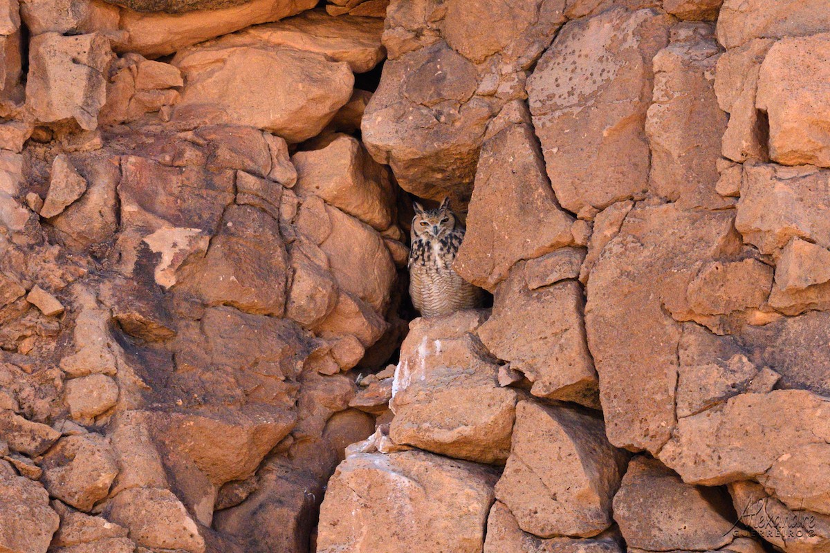 Wüstenuhu - ML644465823