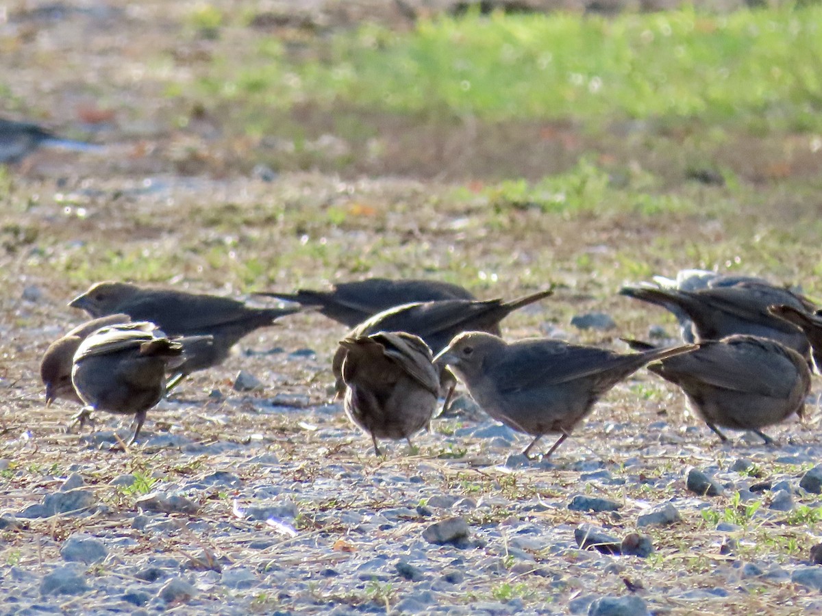 vlhovec hnědohlavý - ML644465824