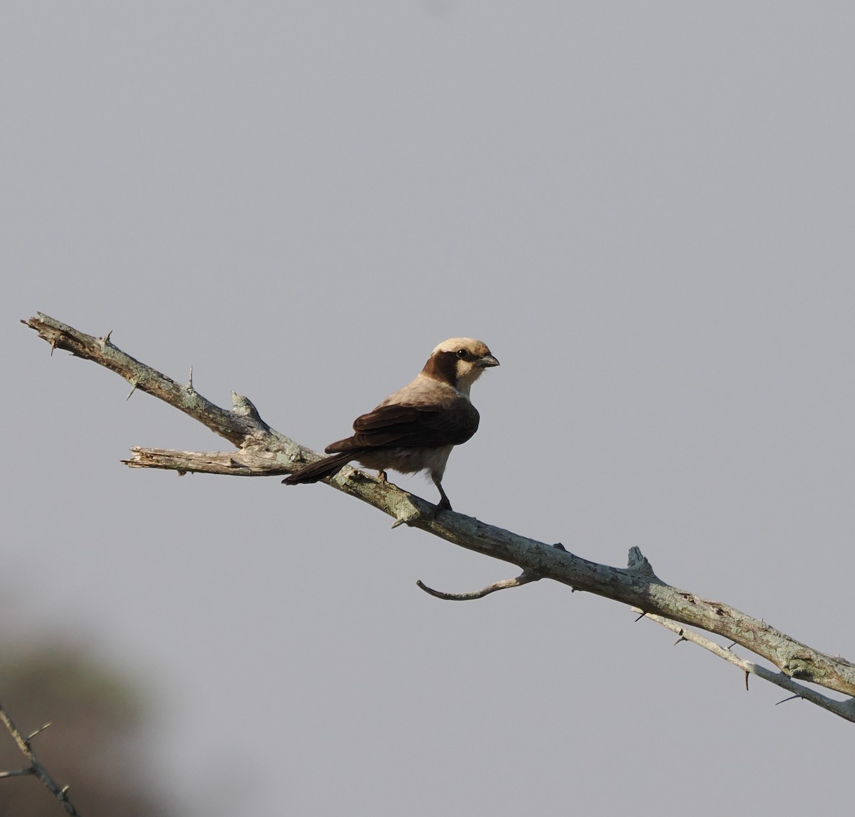 Eurocéphale à couronne blanche - ML644465825