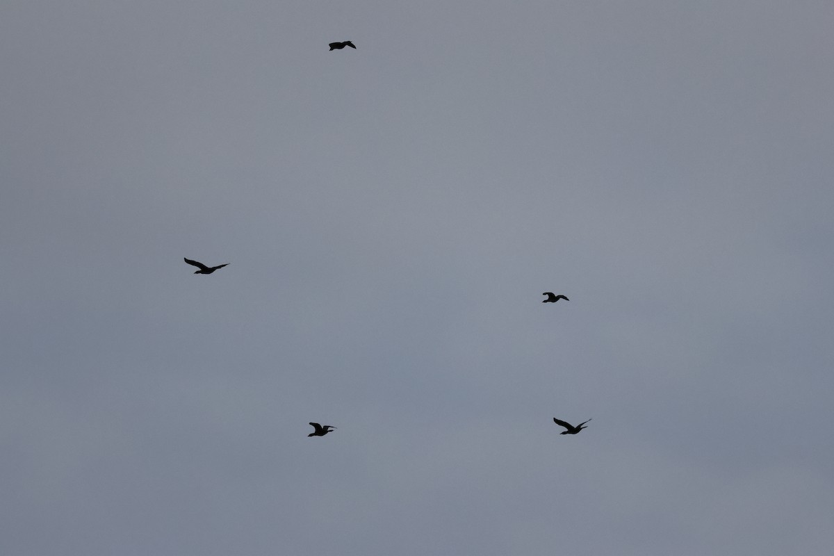 Pygmy Cormorant - ML644465829