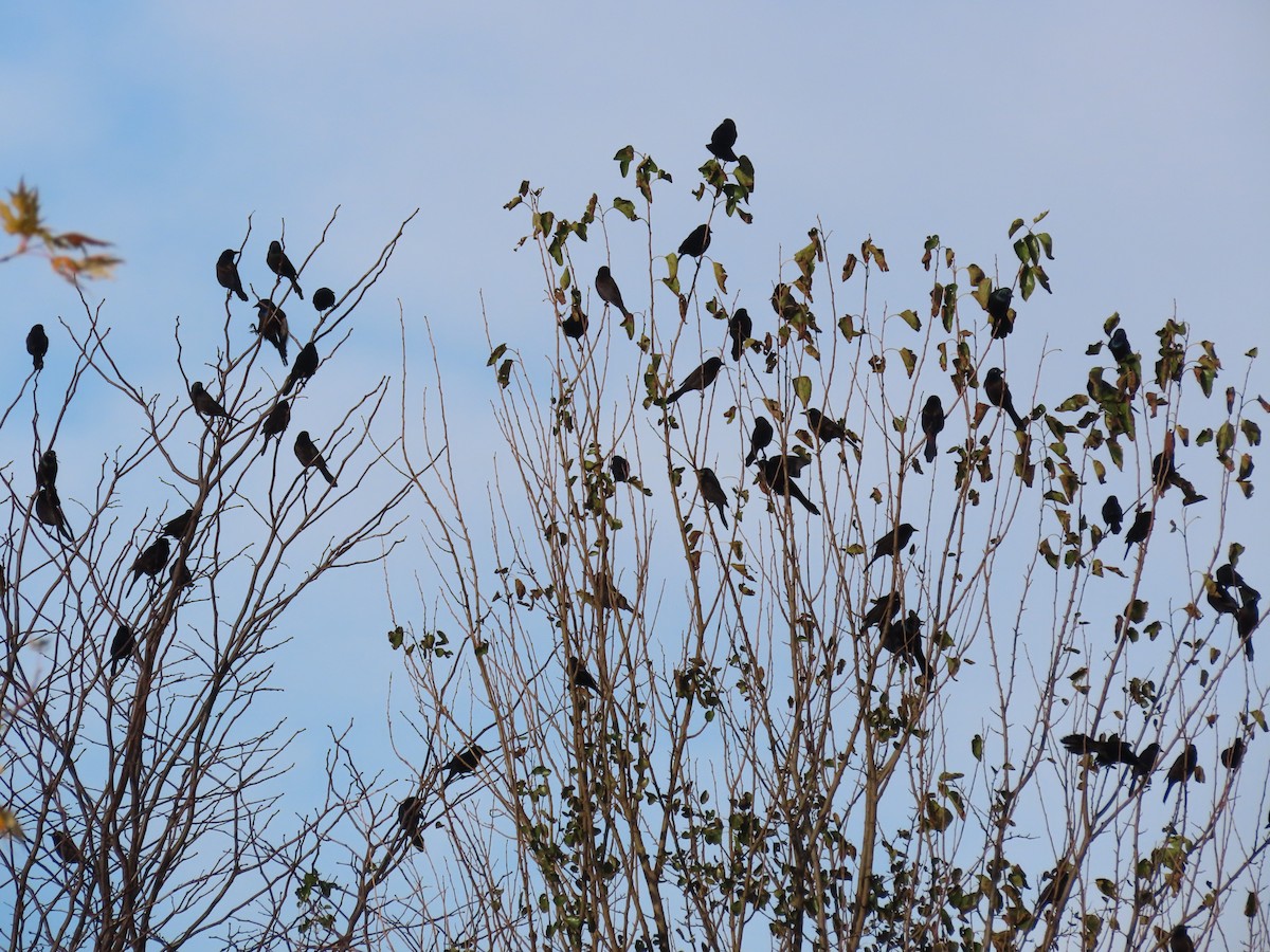 vlhovec lesklý - ML644465836