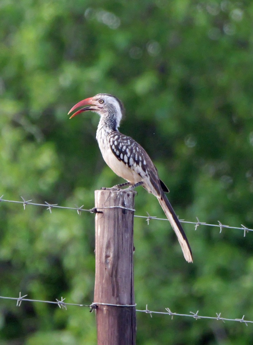 Southern Red-billed Hornbill - ML644465848