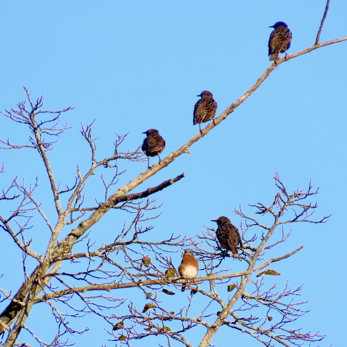 European Starling - ML644465853