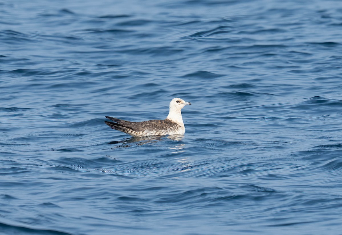 Урт сүүлт хайлгана - ML644465855