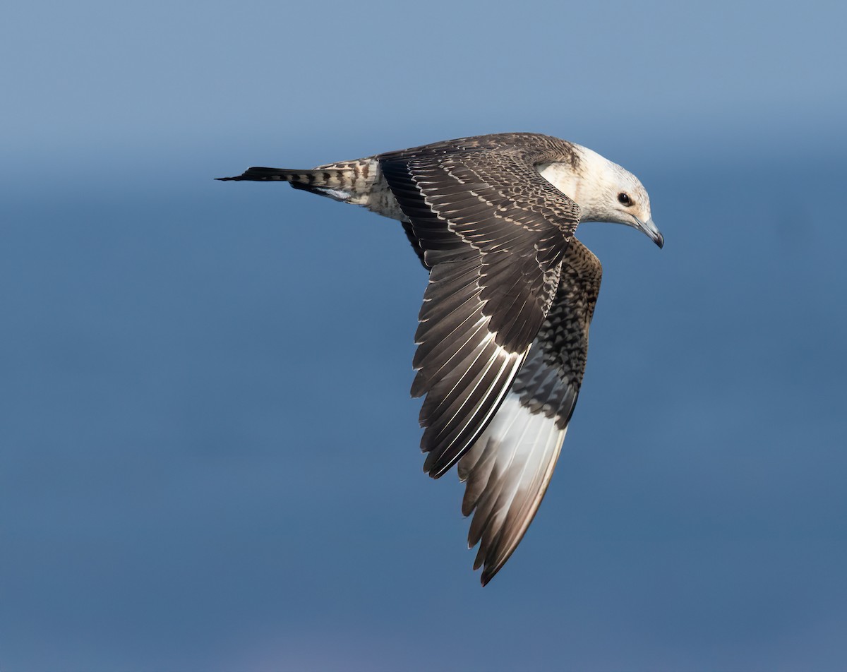 Урт сүүлт хайлгана - ML644465856