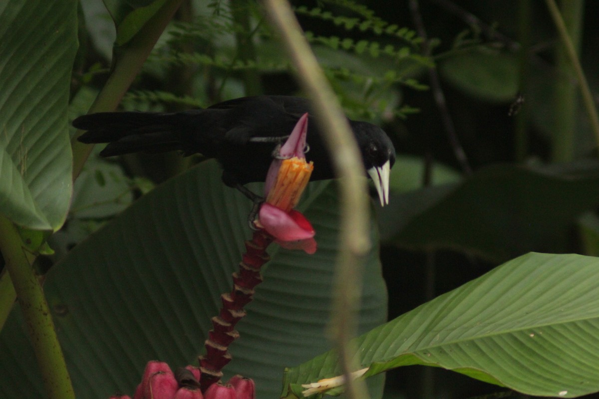 Solitary Black Cacique - ML644465859