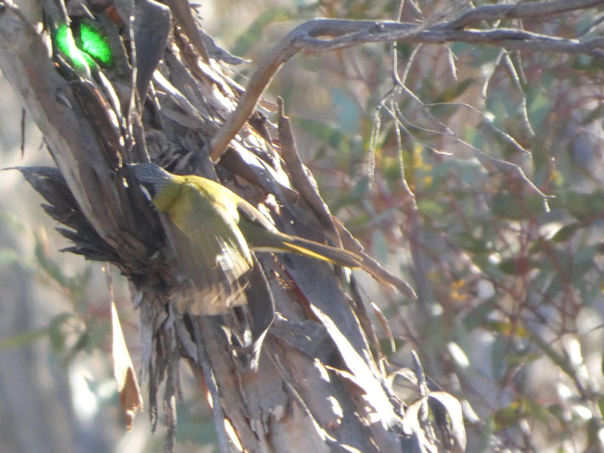 White-eared Honeyeater - ML644465864