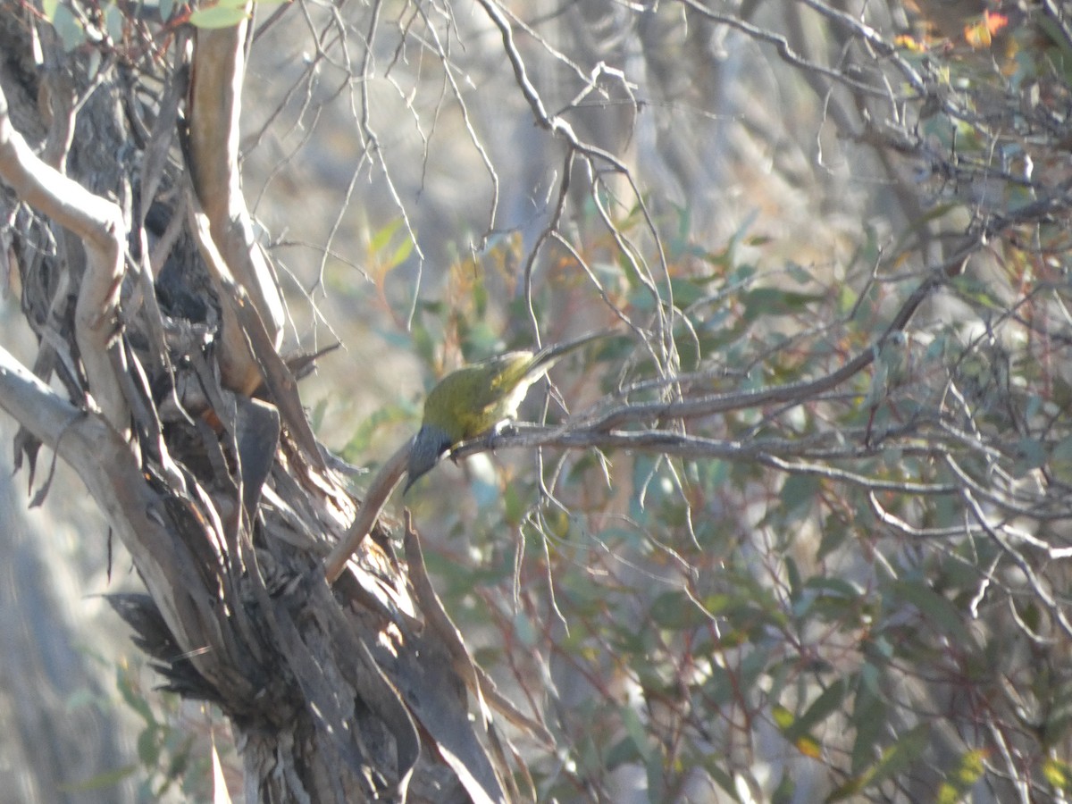 White-eared Honeyeater - ML644465865