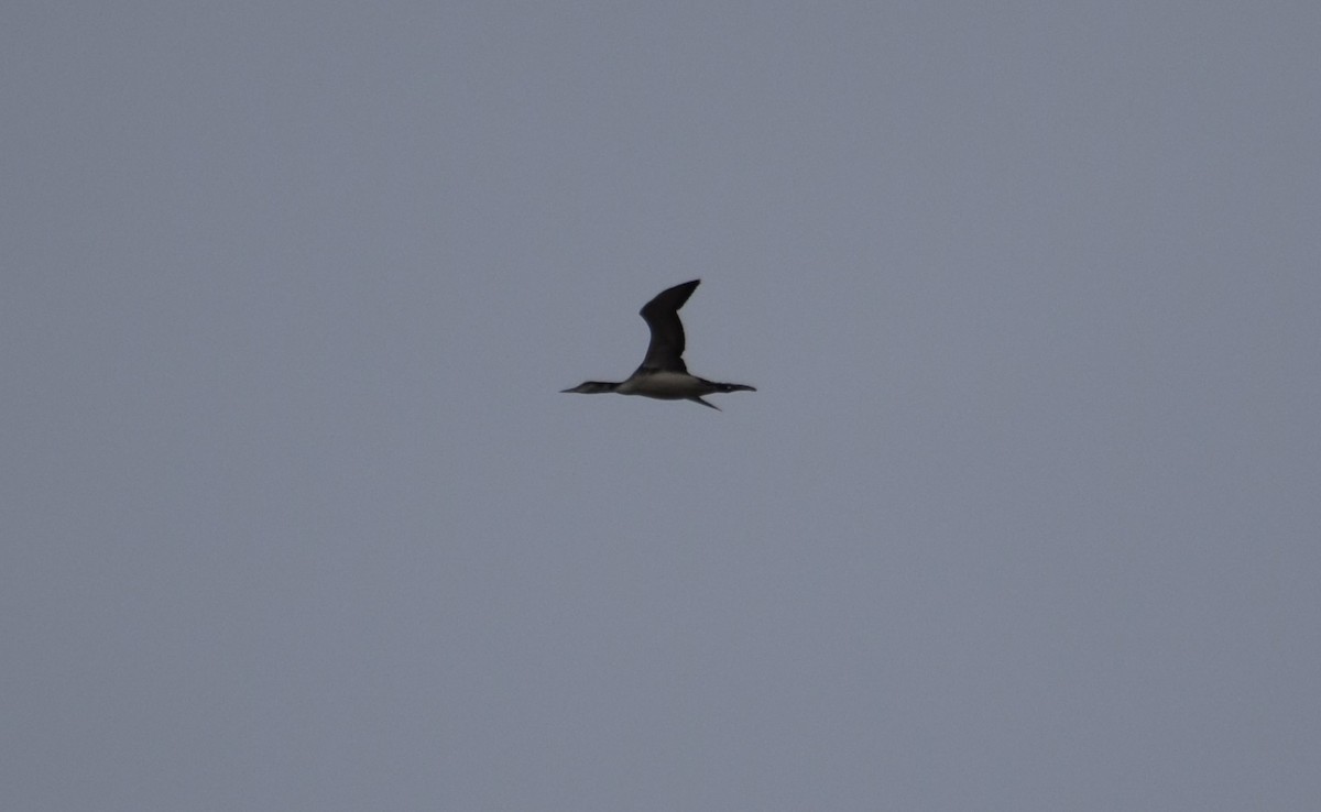 Common Loon - ML644465871