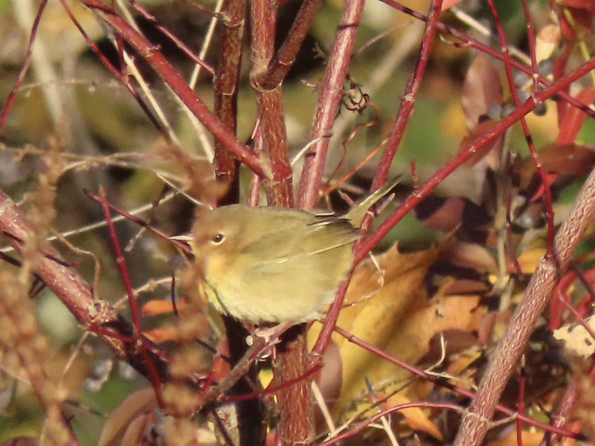 lesňáček žlutohrdlý - ML644465874