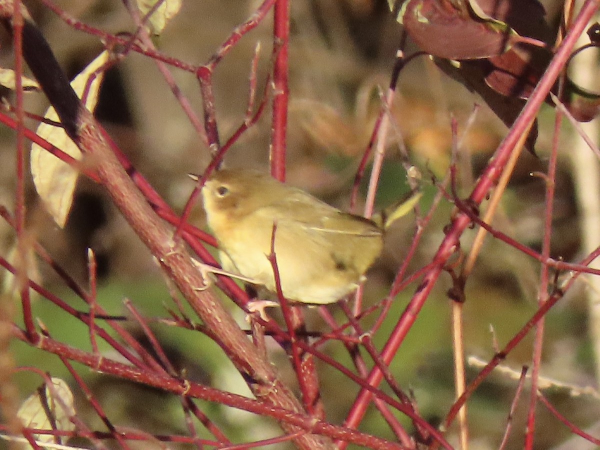 lesňáček žlutohrdlý - ML644465875