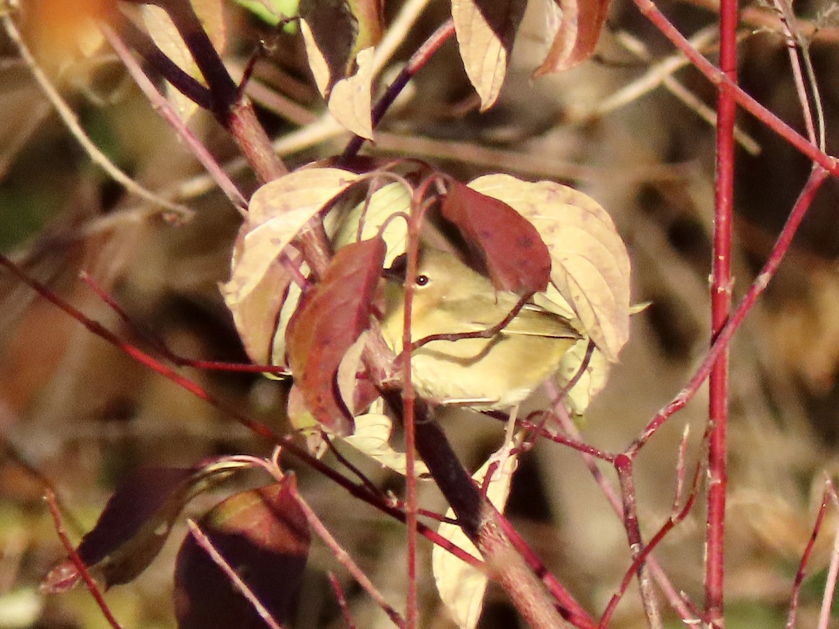 lesňáček žlutohrdlý - ML644465876