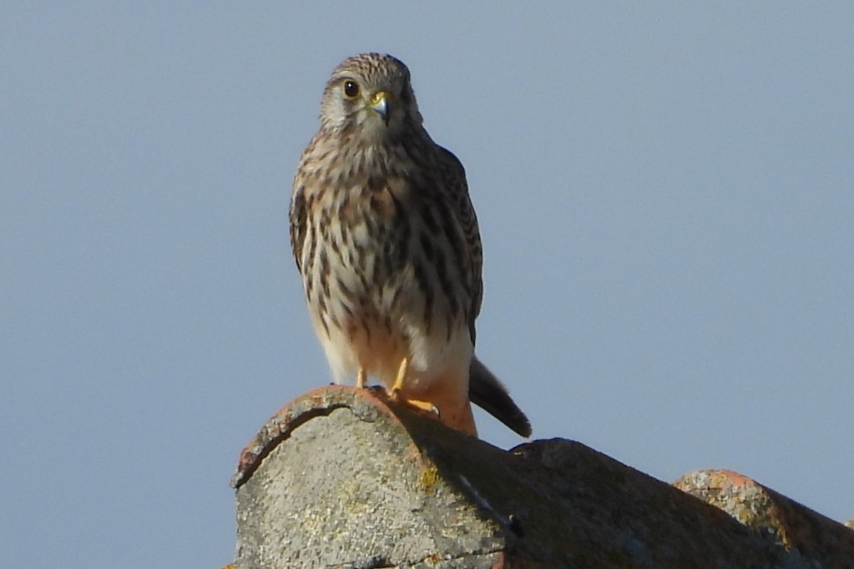 tårnfalk - ML644465878