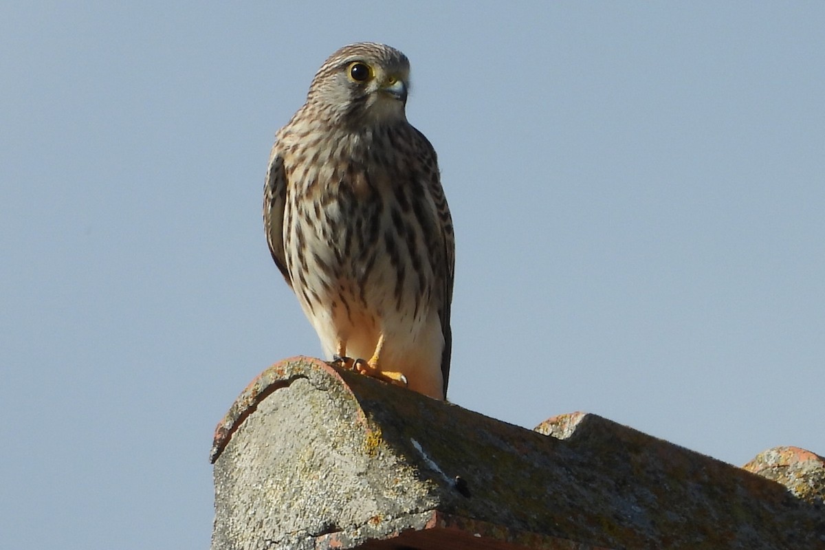 tårnfalk - ML644465879