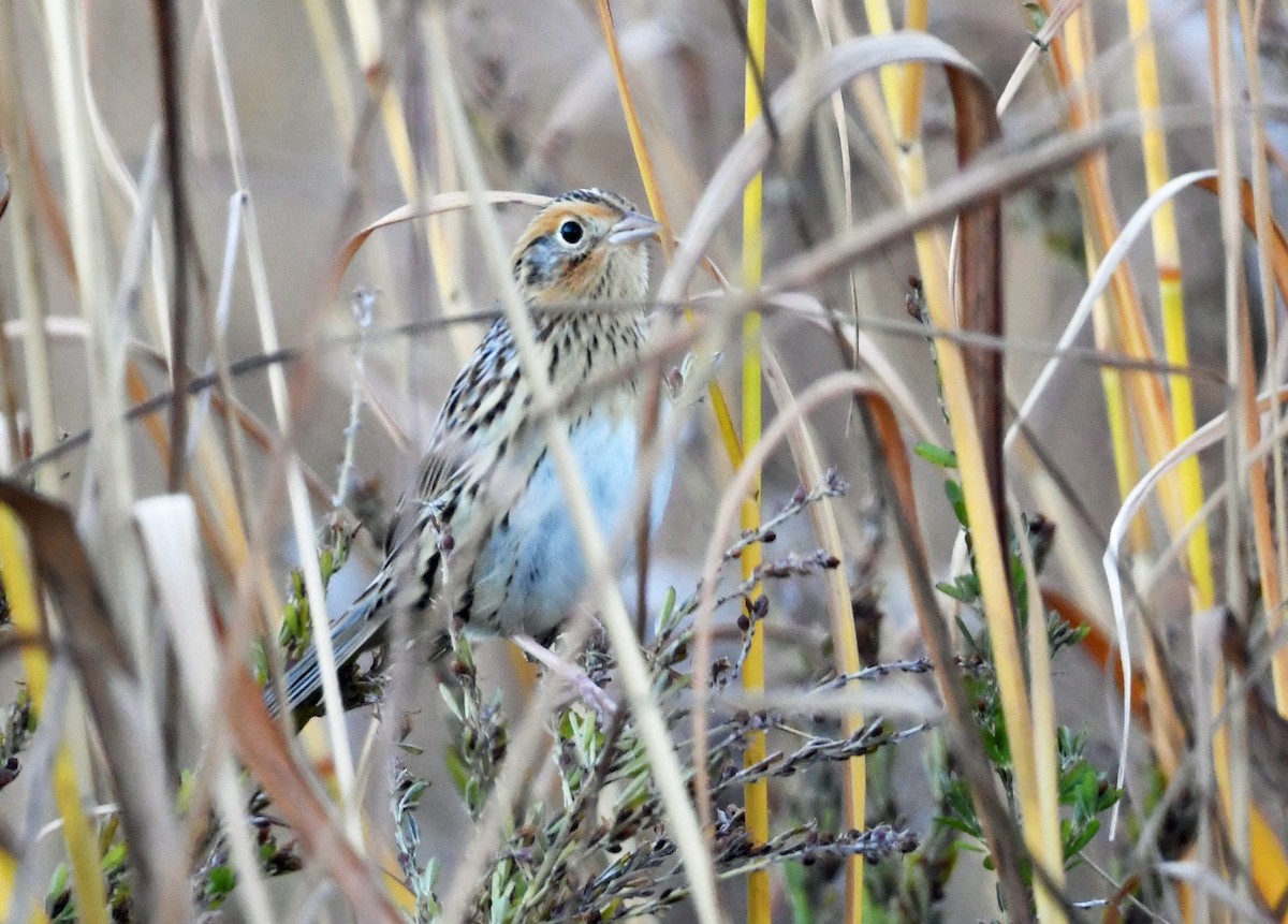 LeConte's Sparrow - ML644465881