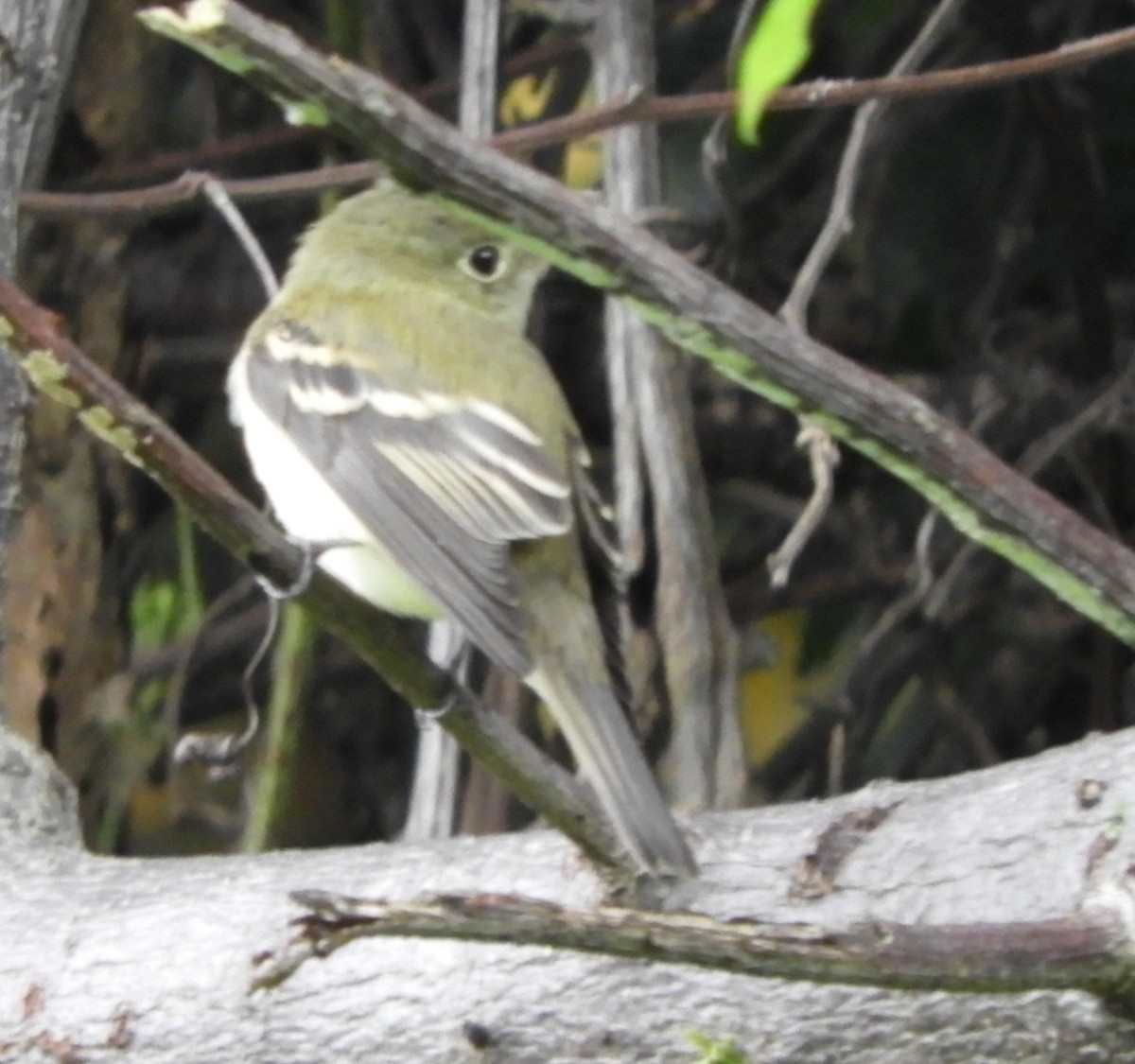 Acadian Flycatcher - ML644465882