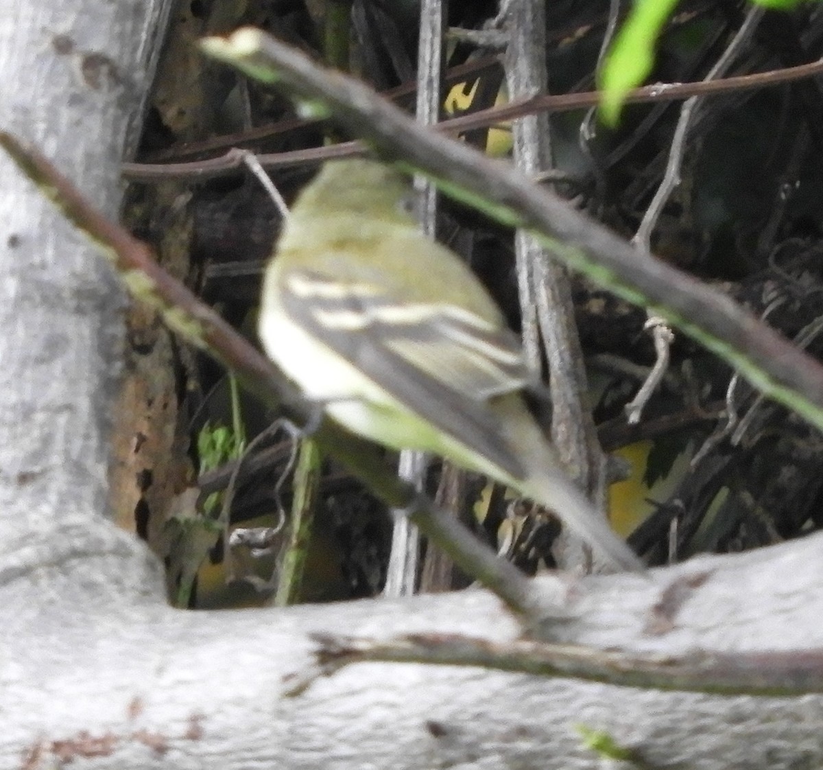Acadian Flycatcher - ML644465883