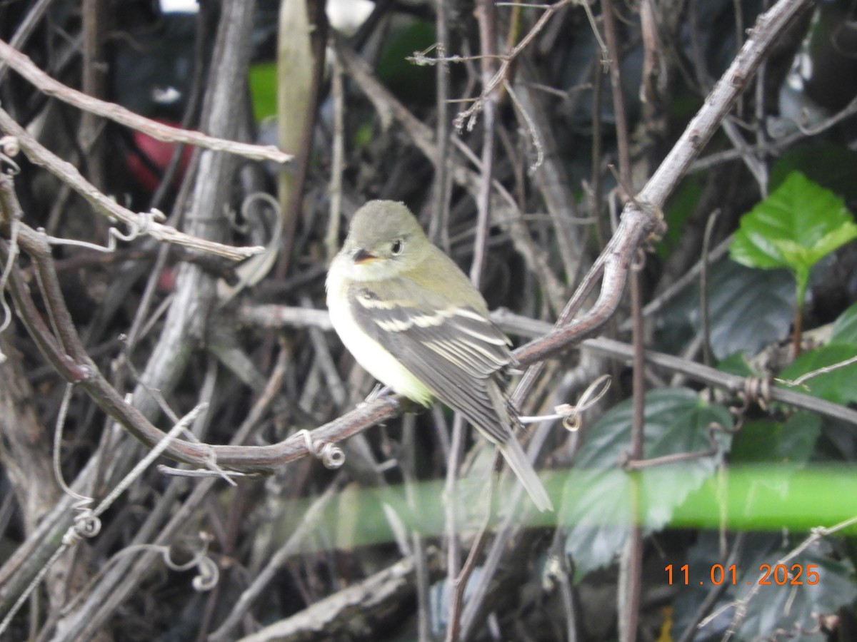 Acadian Flycatcher - ML644465889