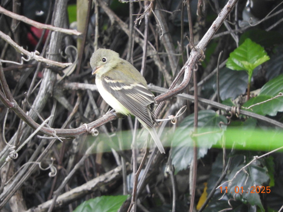 Acadian Flycatcher - ML644465890