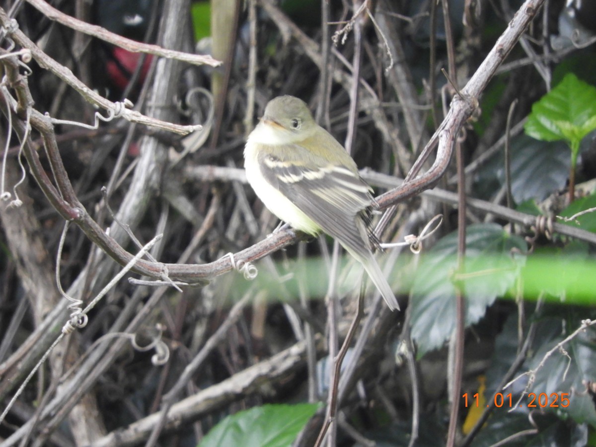 Acadian Flycatcher - ML644465891