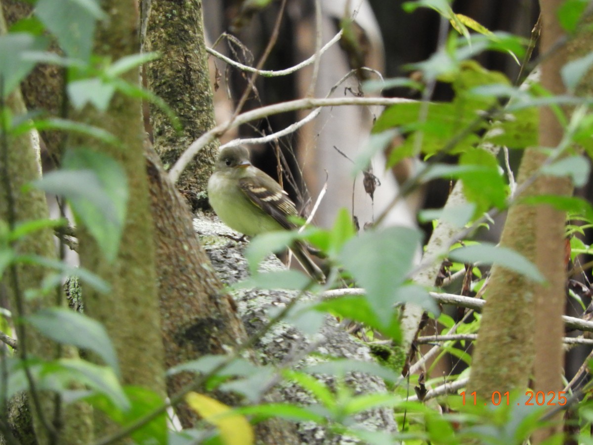 Acadian Flycatcher - ML644465892