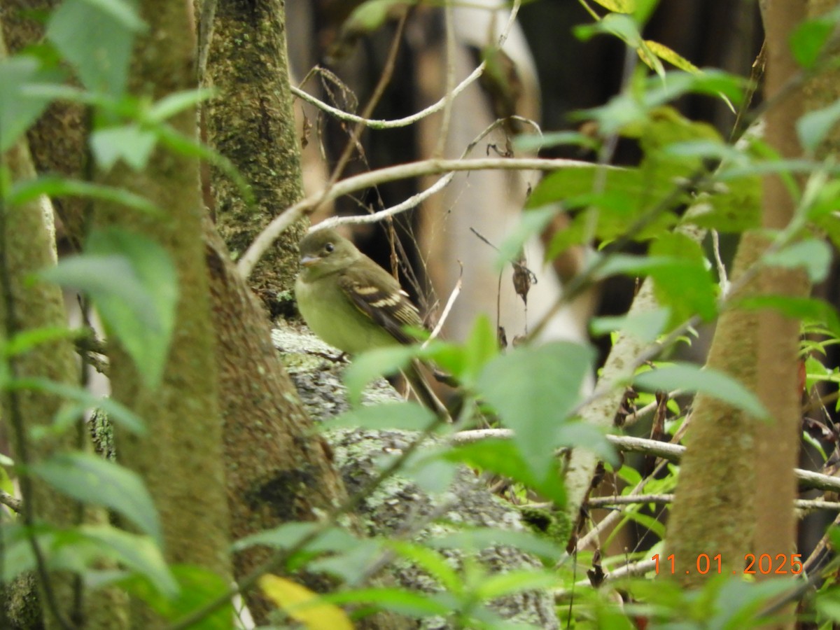 Acadian Flycatcher - ML644465893