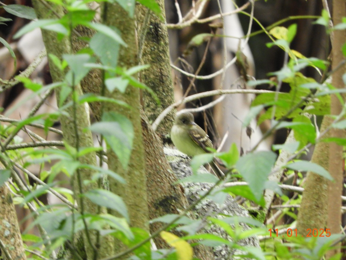 Acadian Flycatcher - ML644465894