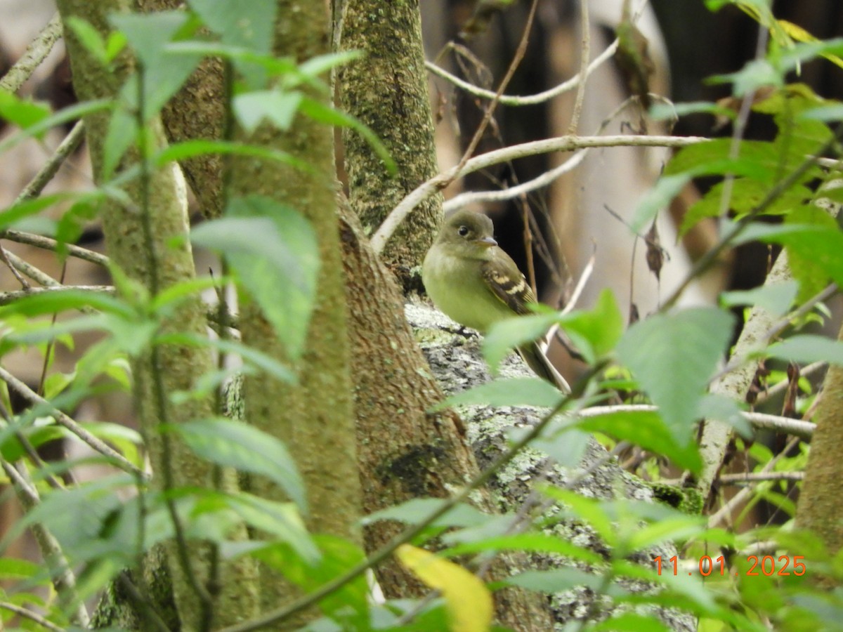 Acadian Flycatcher - ML644465895