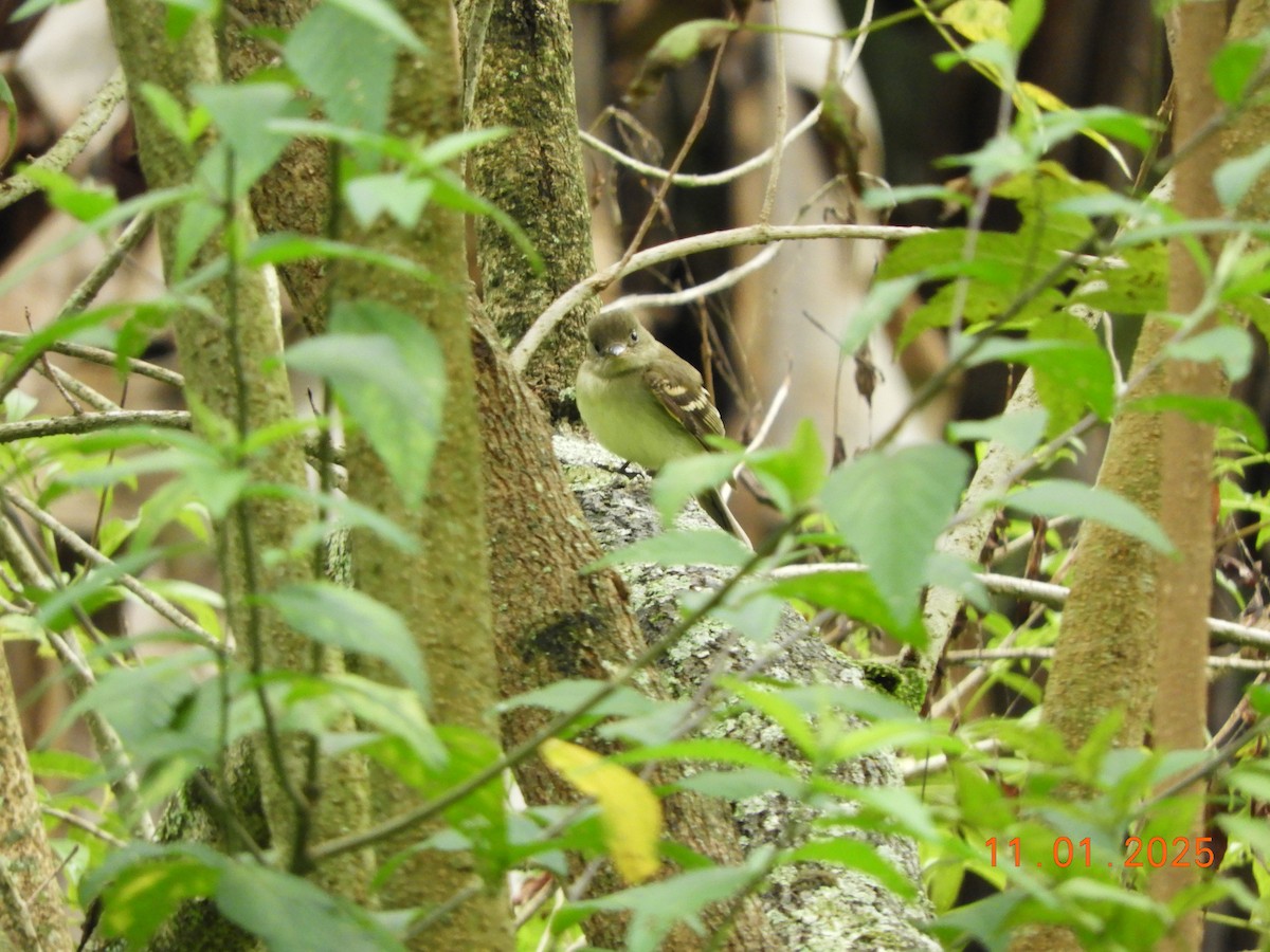 Acadian Flycatcher - ML644465896