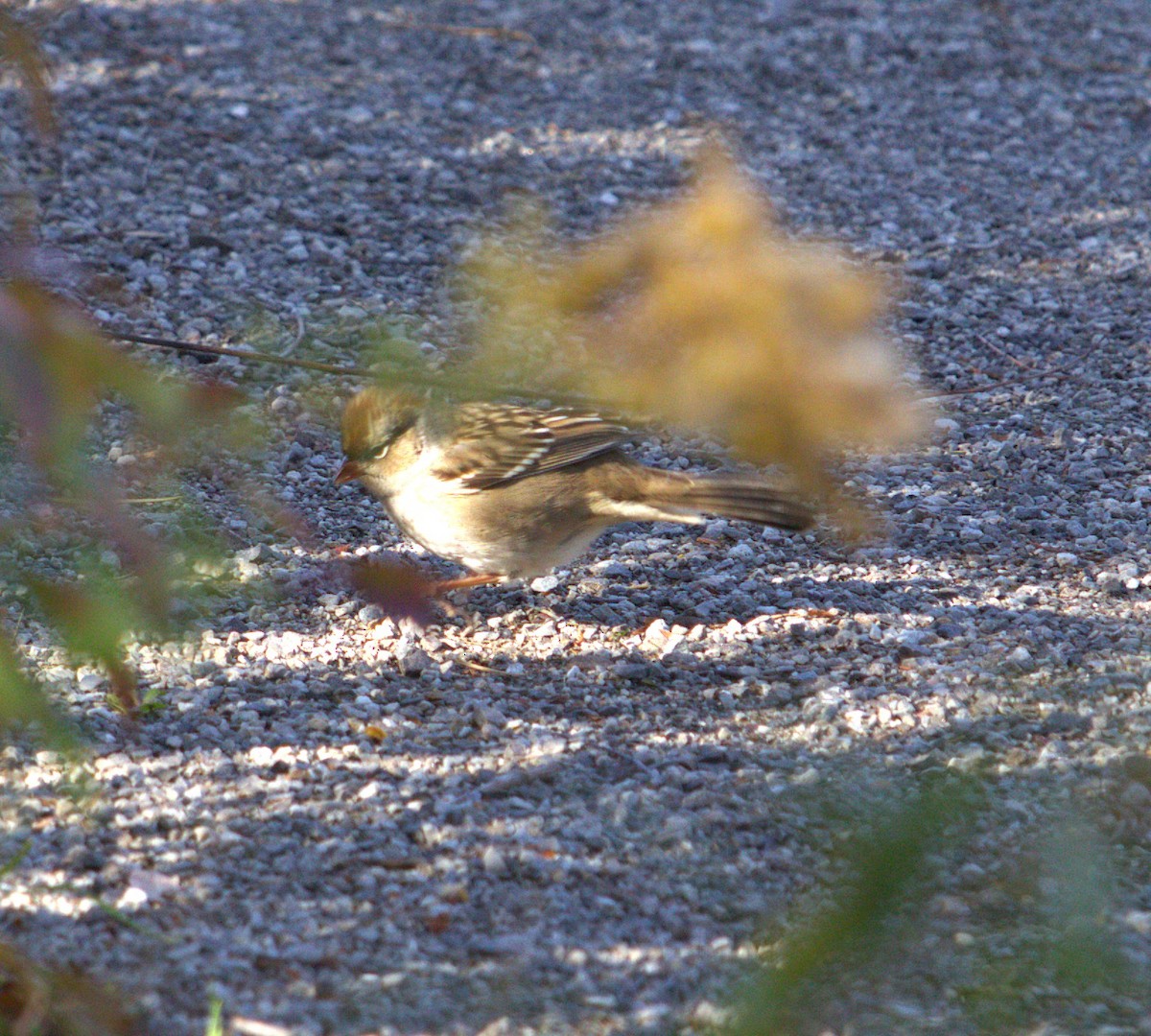 White-crowned Sparrow - ML644465897