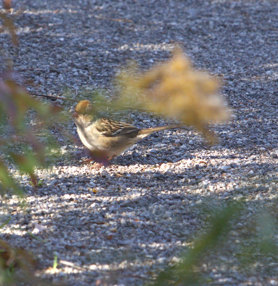 White-crowned Sparrow - ML644465898