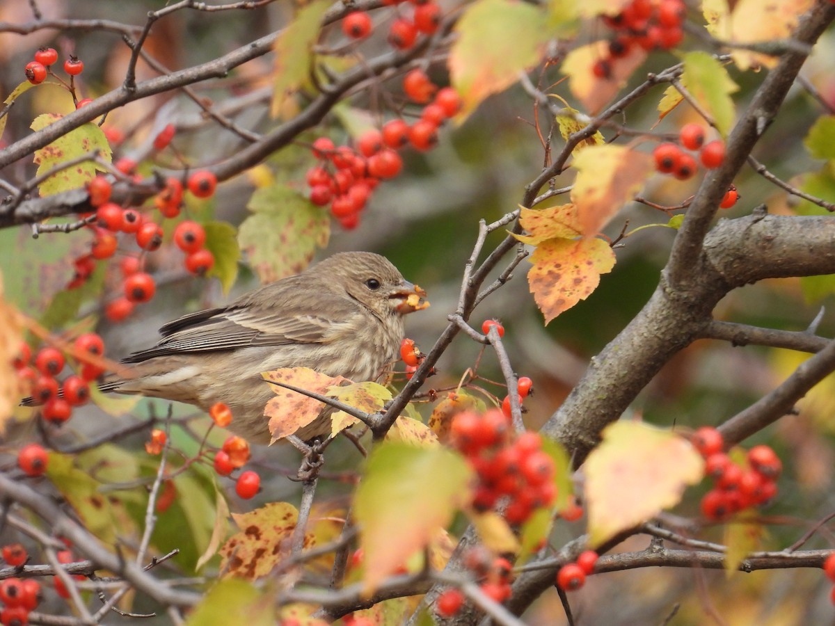 House Finch - ML644465899