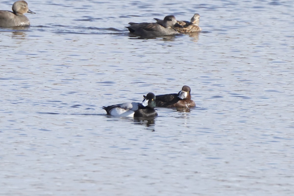 Greater Scaup - ML644465907