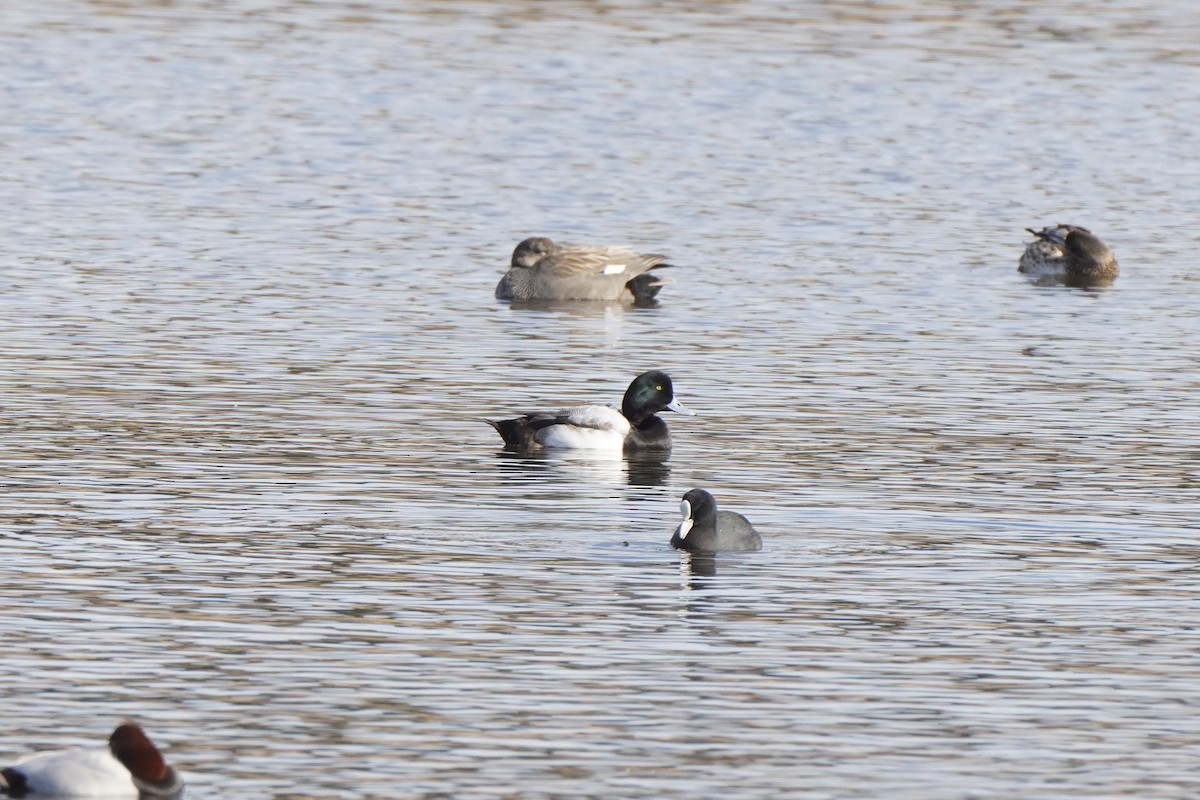 Greater Scaup - ML644465908