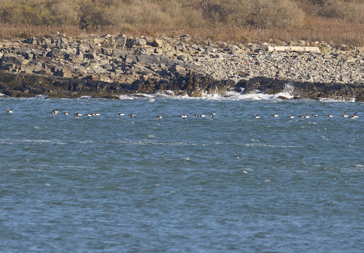 Brant (Pale-bellied) - ML644465911