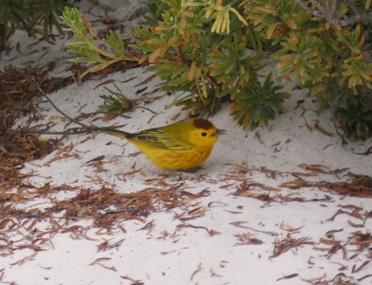 Mangrove Yellow Warbler - ML644465915