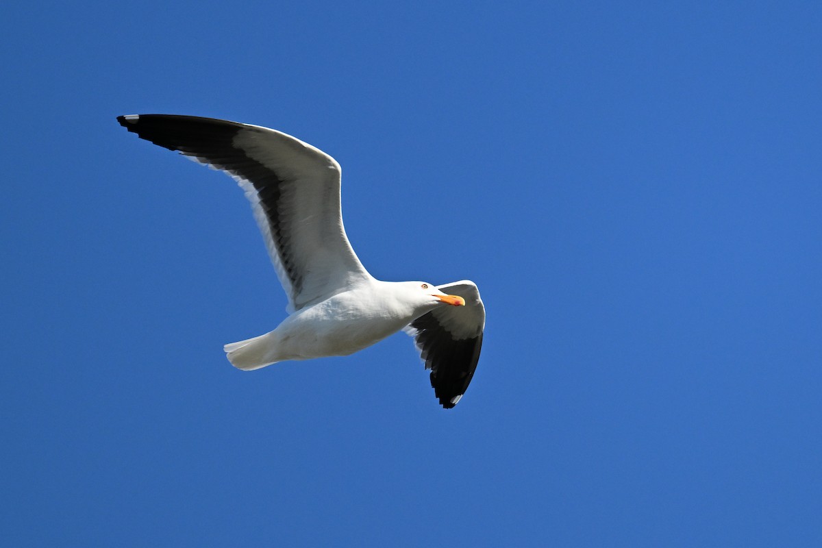 Western Gull - ML644465921