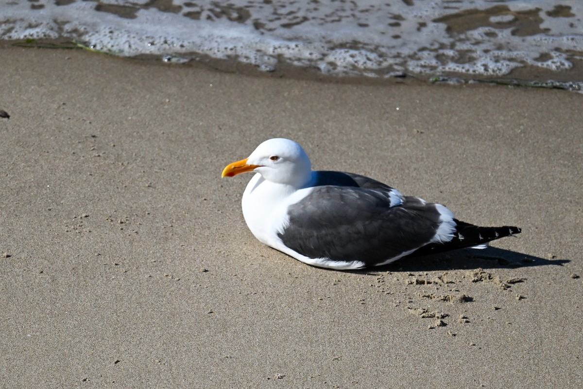 Western Gull - ML644465928