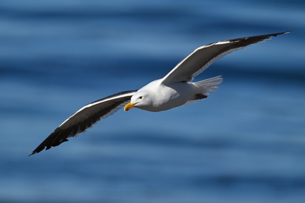 Western Gull - ML644465931