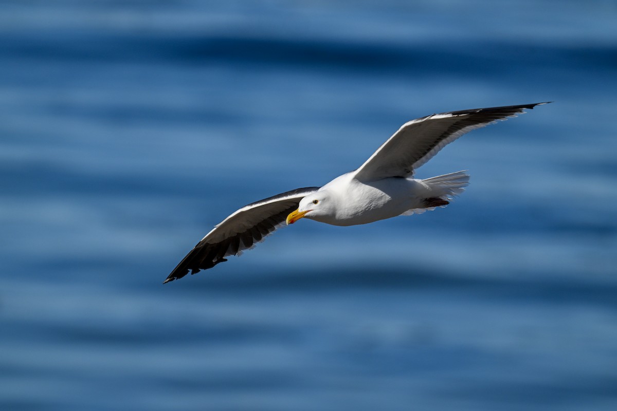 Western Gull - ML644465933
