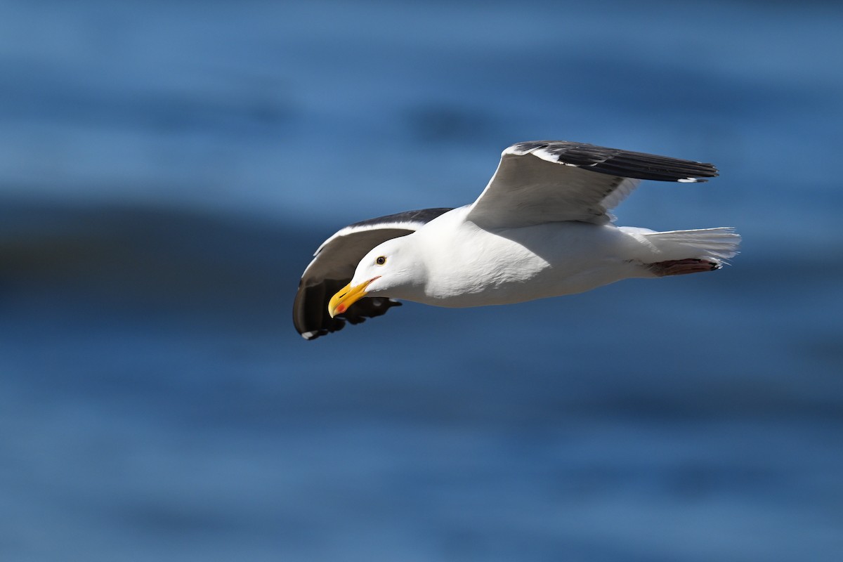 Western Gull - ML644465937