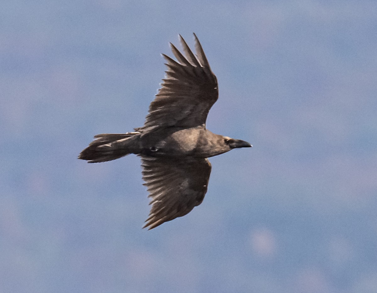 Common Raven - ML644465939