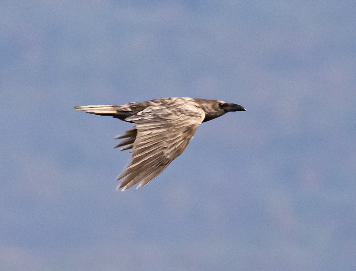 Common Raven - ML644465940