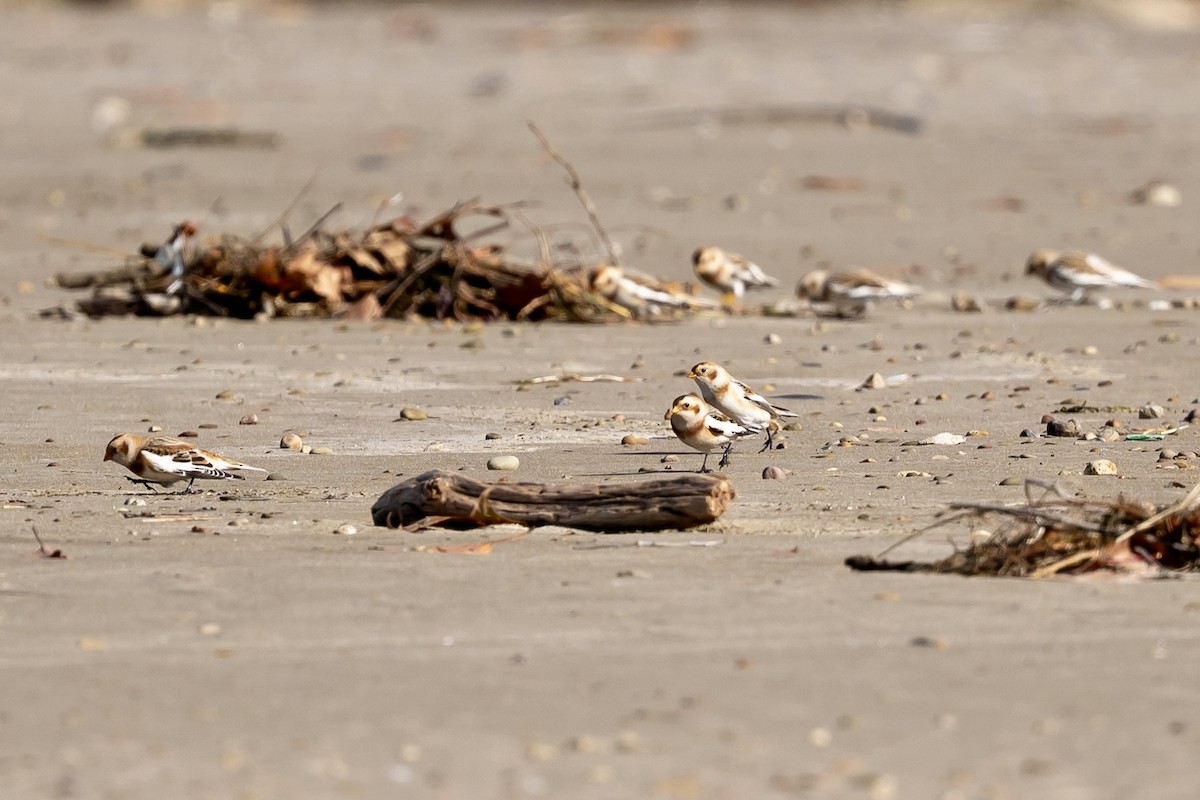 雪鵐 - ML644465942