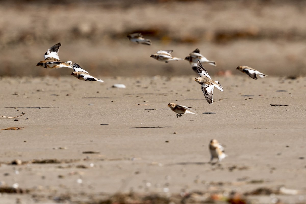 雪鵐 - ML644465943