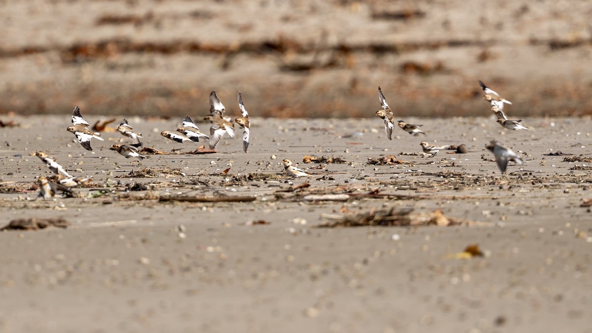 雪鵐 - ML644465945